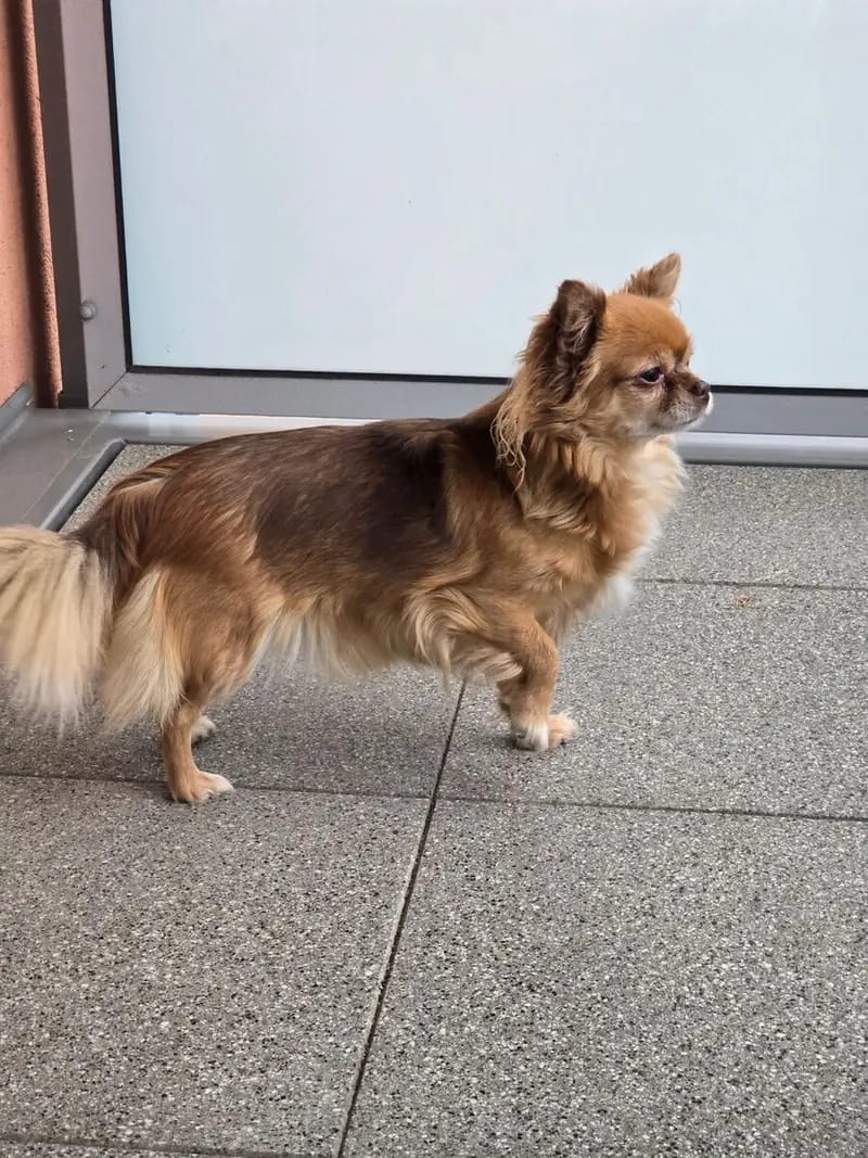 Chihuahua Hündin in Langhaar hat ihr neues Zuhause gefunden. gallery image 2