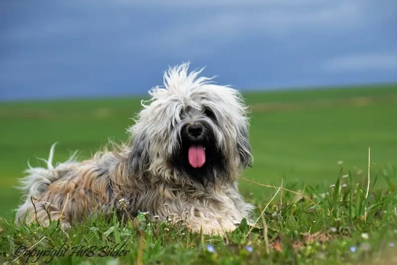 "Tingsha" Tibet Terrier von Unterfranken gallery image 4