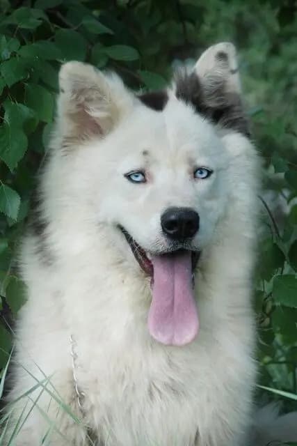 Yakutskaya Laika – hunderace