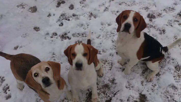 Beagle von der Krayenburg gallery image 2