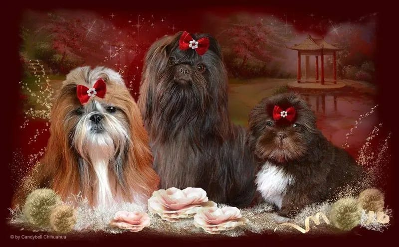 Shih Tzu vom Eulenpark gallery image 2