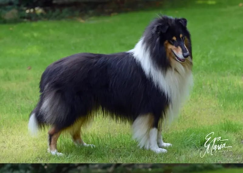 Collies of Yellow River gallery image 2