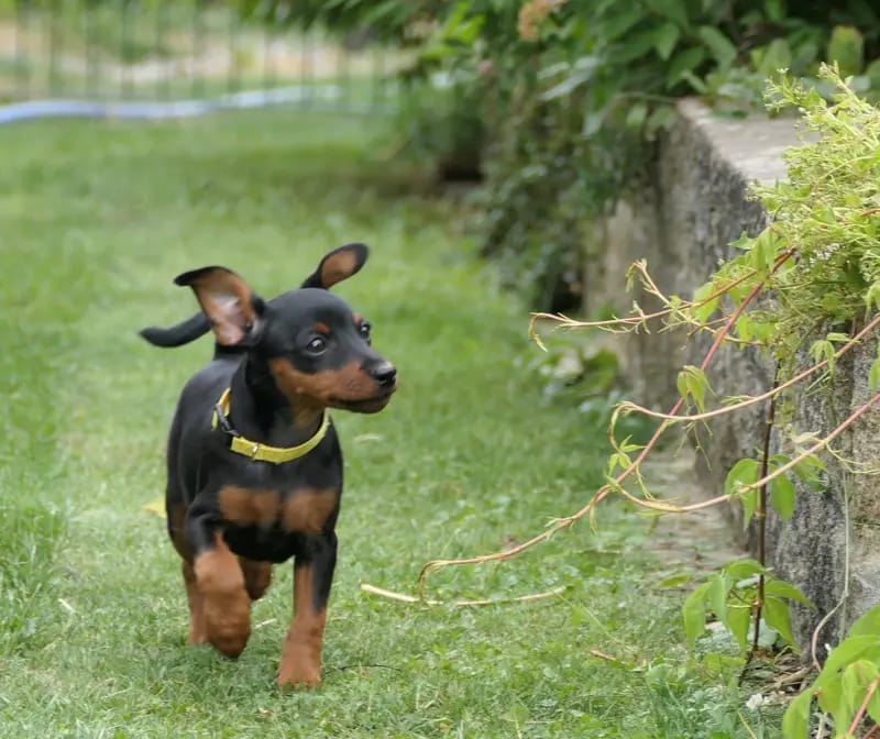Zwergpinscher vom Zwergbach gallery image 4