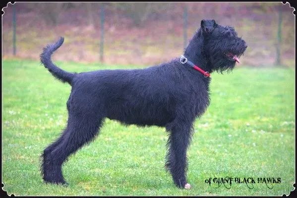 Riesenschnauzer of Giant Black Hawks gallery image 4