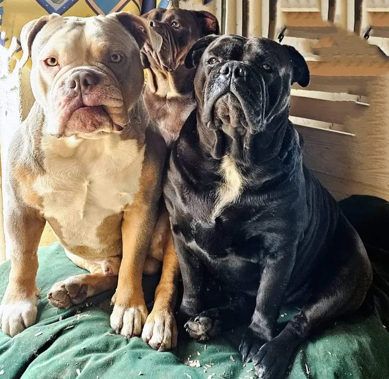 Heartbreaker-Bulldogs gallery image 4