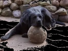Hildie von der Gandenitzer Heide gallery image 2