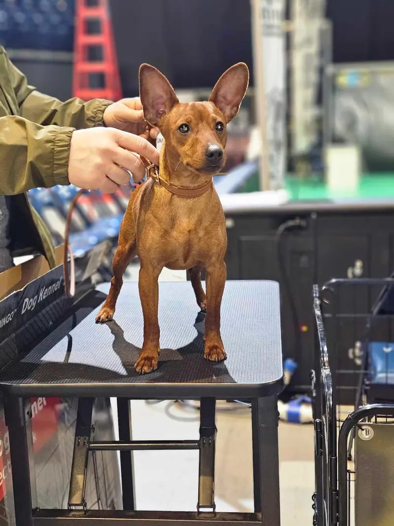 Lowermillzwergpinscher gallery image 2