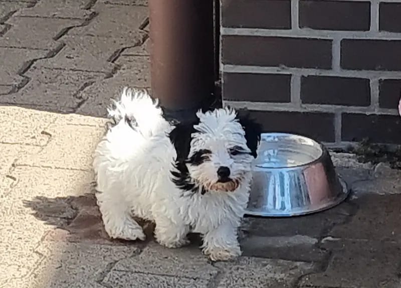 Hundezucht "de la Duchesse" gallery image 2