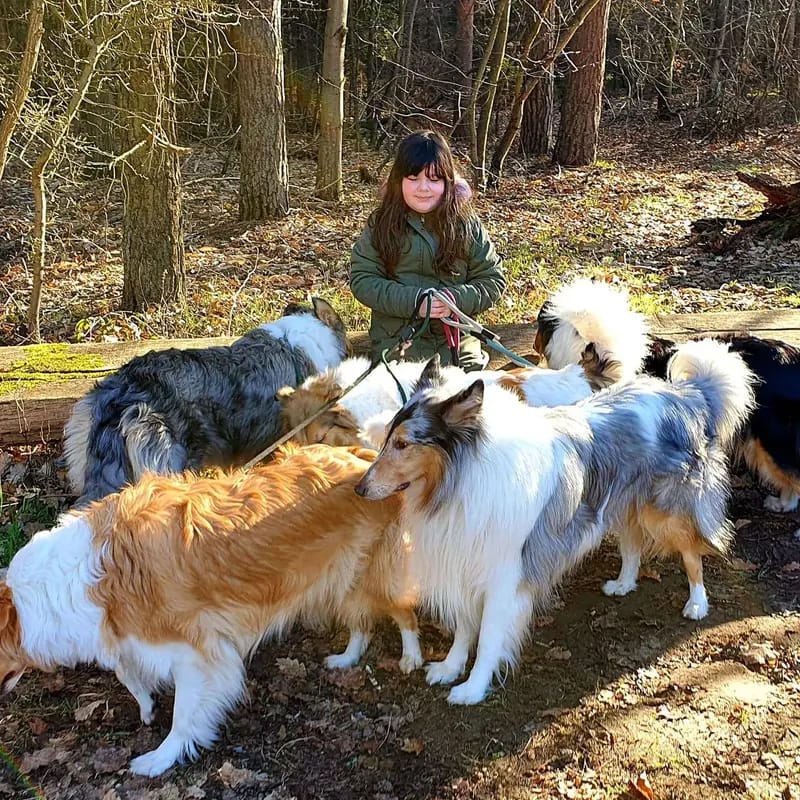 Amerikanische Collies vom Fraulauterbach gallery image 3