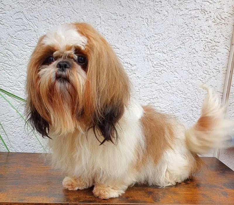 Reinrassige Shih Tzu Mädchen gallery image 2