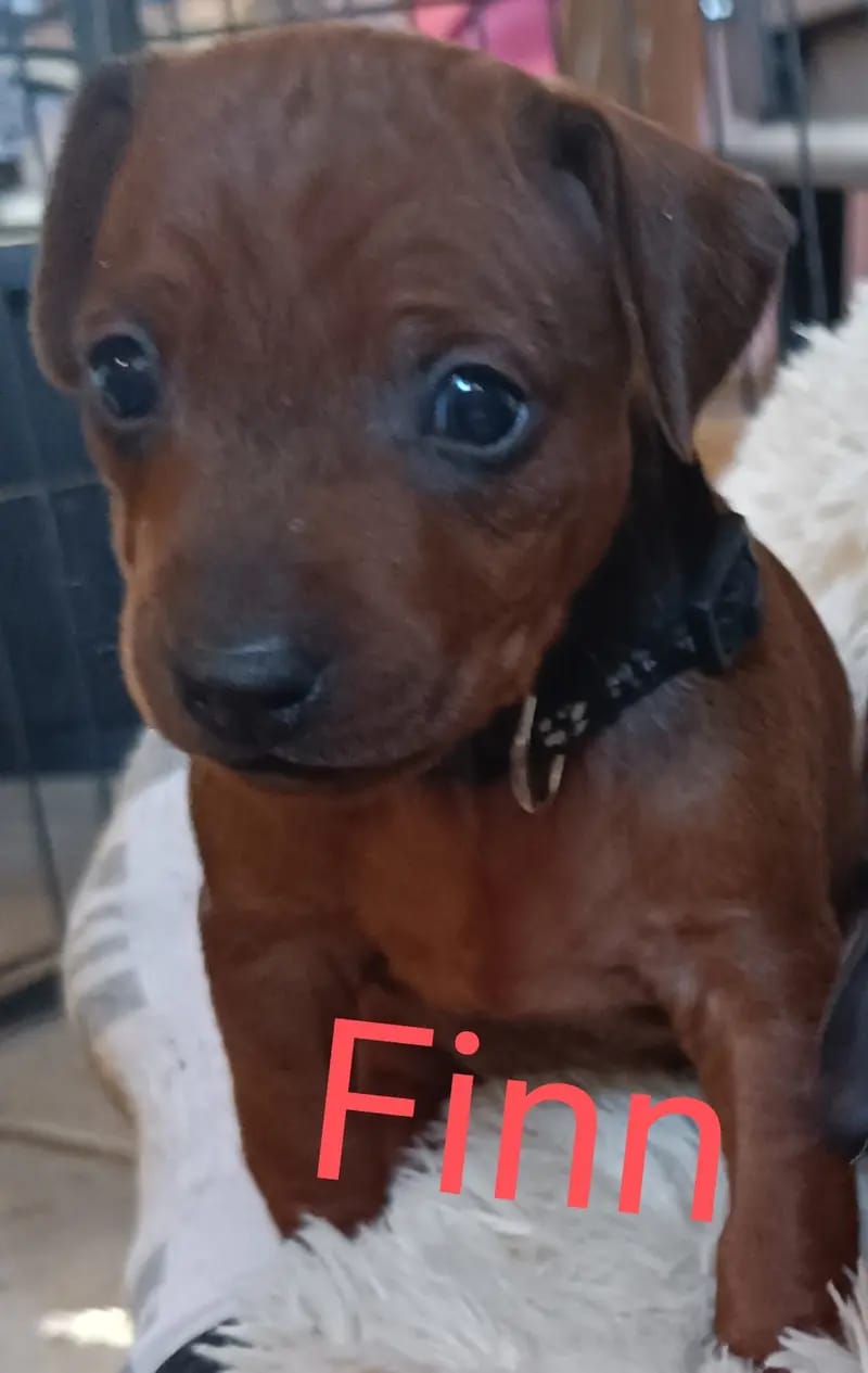 Prinz Finn vom edlen Adel gallery image 2