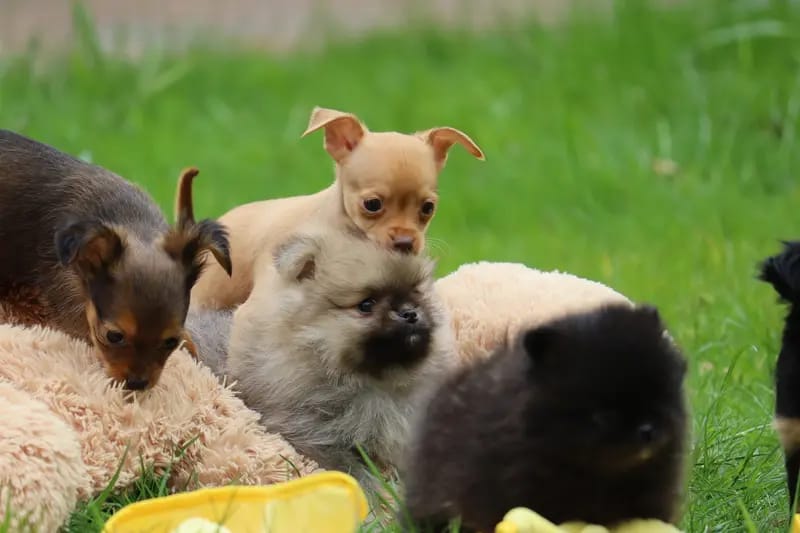 Hundezucht "von Toy-Hit" gallery image 4