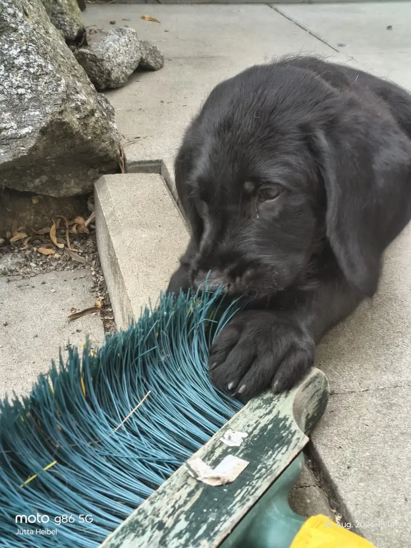Yeman – Labrador Retriever Puppy – Photo 3