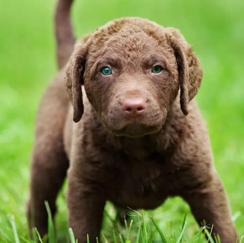 Chesapeake Bay Retriever – hunderace