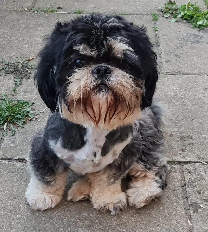 Yakari Shihtzu Made in Germany gallery image 4
