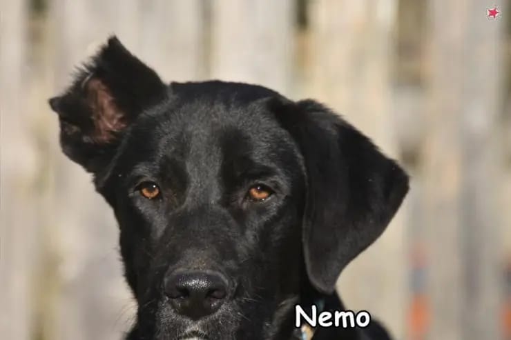 Nemo gallery image 2