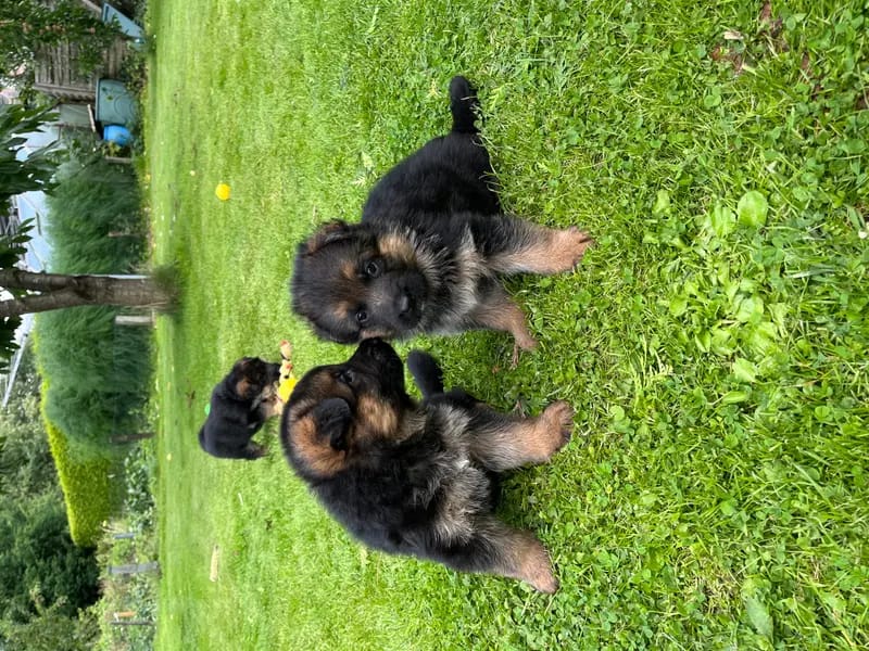 Schäferhundezucht vom Land Mecklenburg gallery image 2