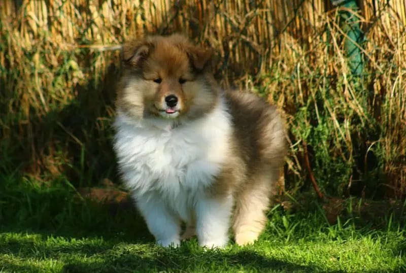 Collie of Burning Hill gallery image 2