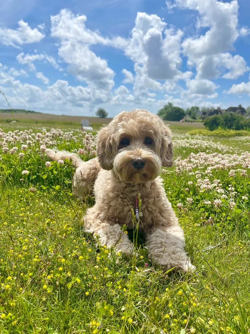 Heart & Soul Doodles Australian Labradoodles gallery image 2