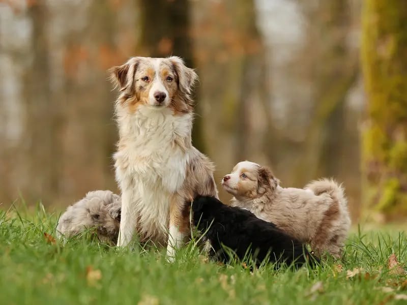 Spirit of Topenga's Mini Australian Shepherds gallery image 2
