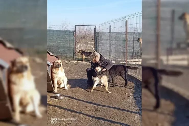 Merle gallery image 2