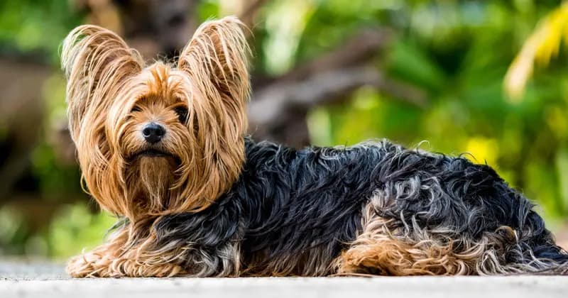 Yorkshire Terrier – hunderace
