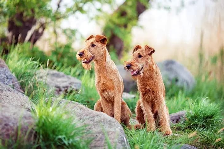 Irsk terrier – hunderace