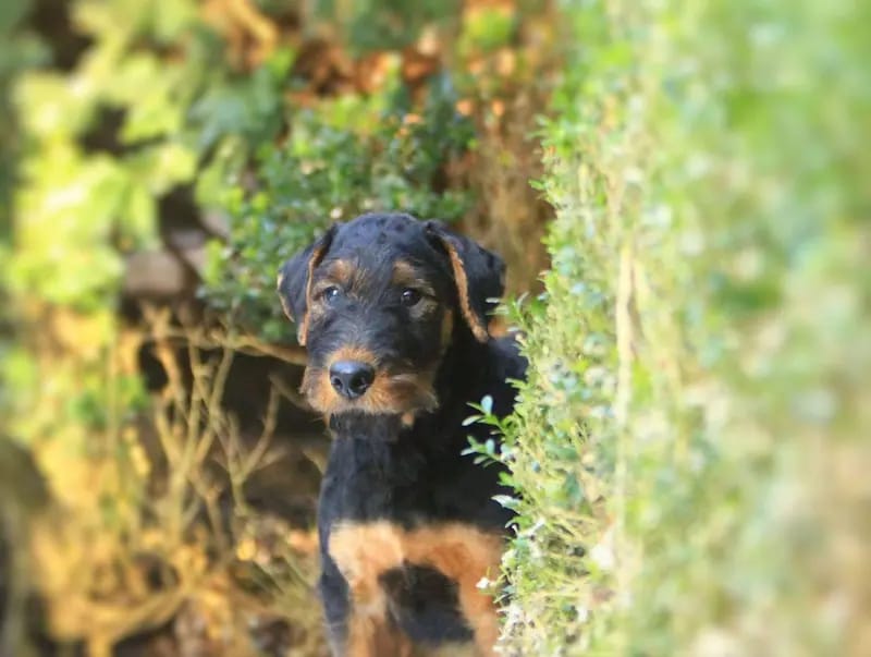 Airedale Terrier - Welpen – Chiot Airedale Terrier – Photo 3
