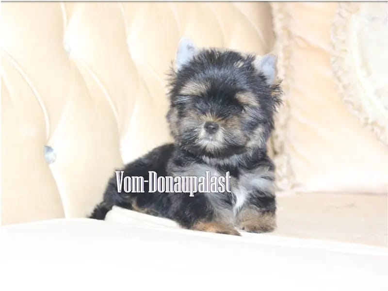 Yorkshire Terrier Rüde aus seriöser Hundezucht mit Ahnentafel. – Yorkshire Terrier Pup – Foto 2