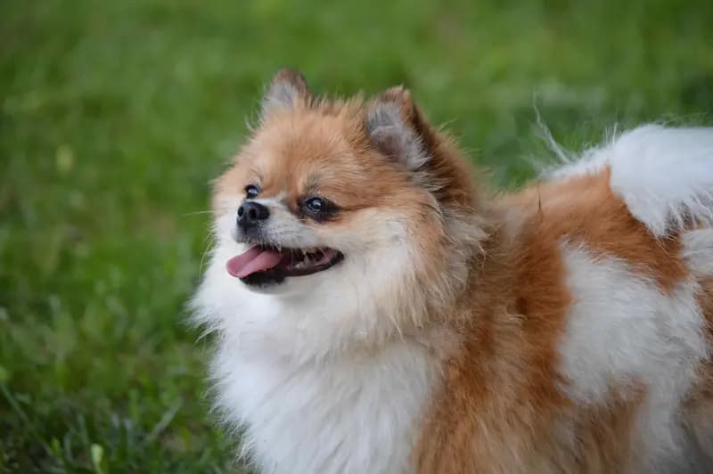 Pomeranian – hunderace