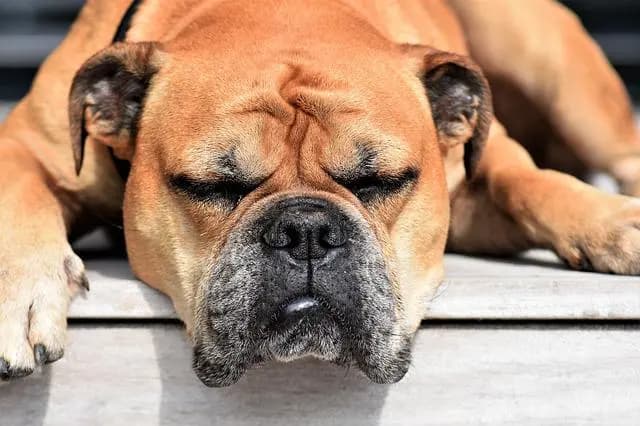 Continental Bulldog – hunderace