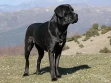 Cane Corso – hunderace