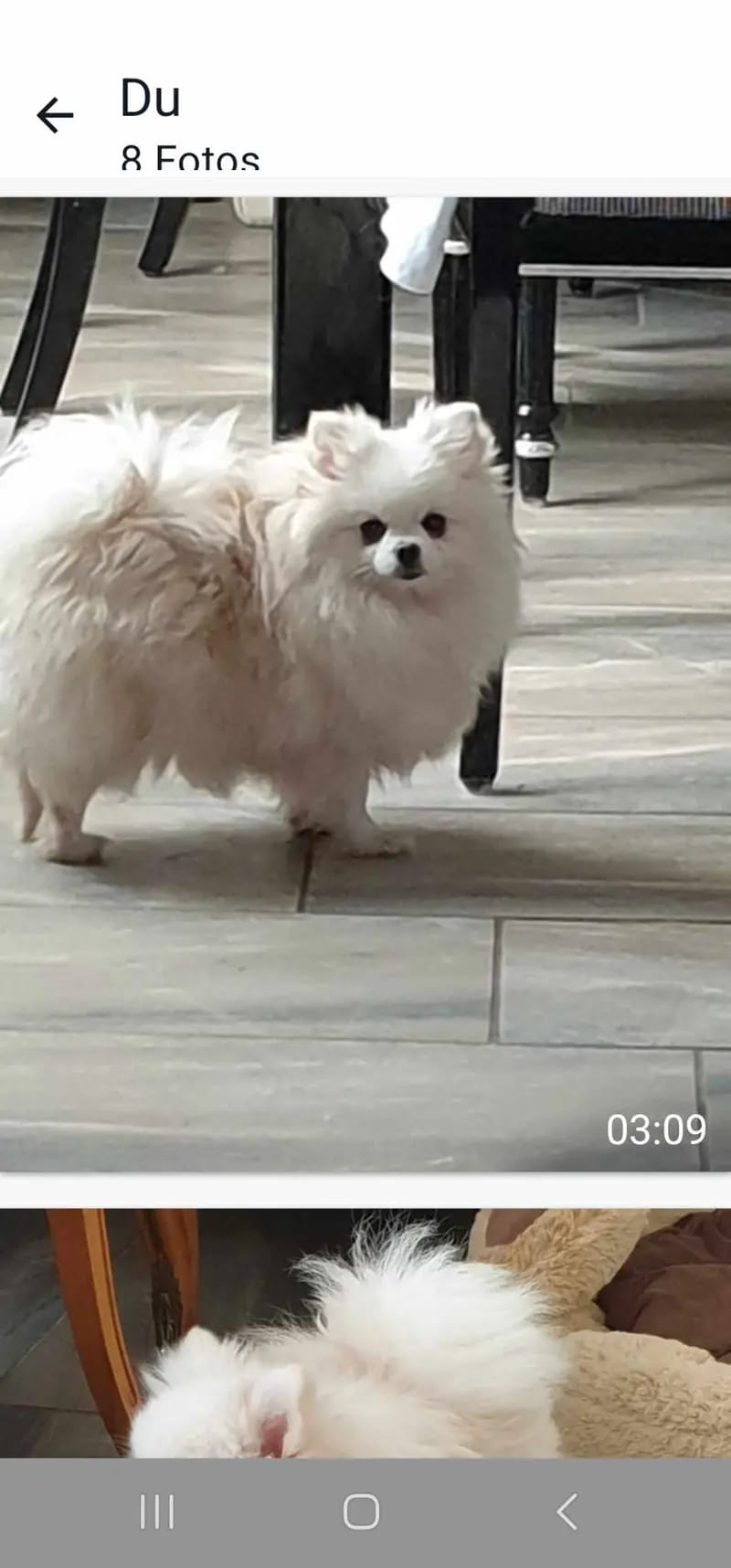 Best Pom Color Angelika Milk gallery image 2