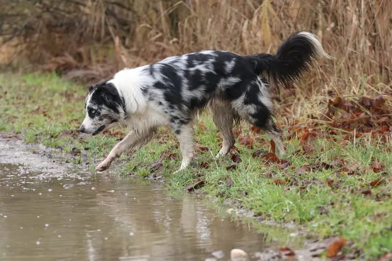 Wurfankündigung Australian Shepherd Welpen aus Arbeitslinie gallery image 2