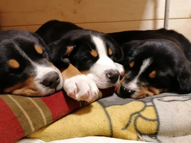 W U R F P L A N U N G - Großer Schweizer Sennenhund Welpen gallery image 2