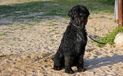 Portugisisk Vandhund – hunderace