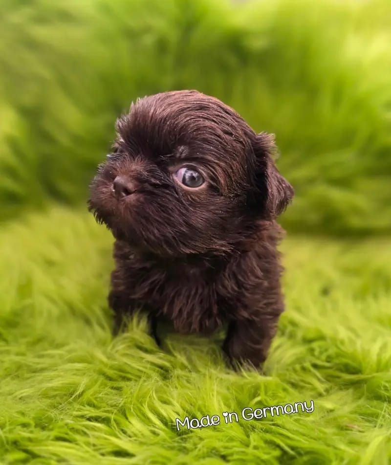 Reinrassige Shih Tzu Welpen gallery image 4