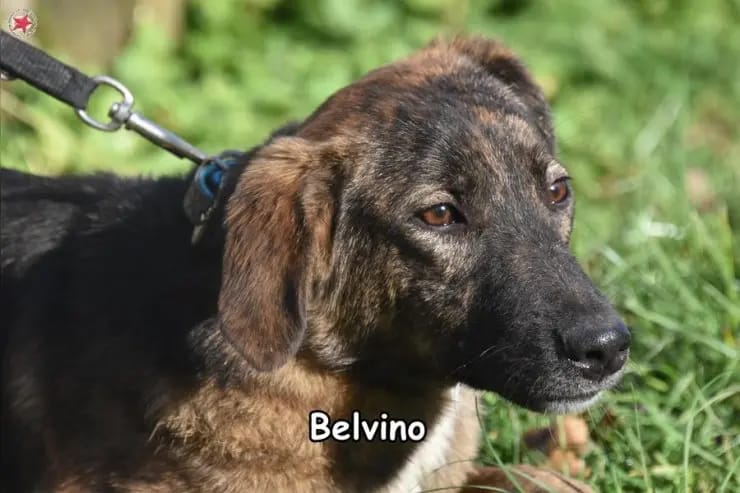 Belvino gallery image 4