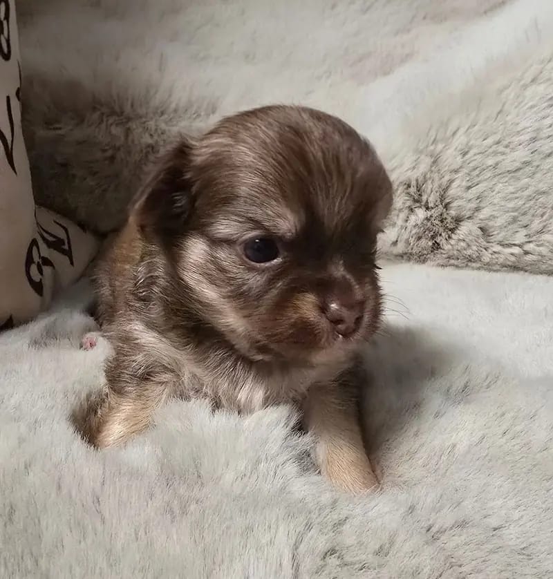 Chihuahua Rüde, LH, aus Körzucht gallery image 2