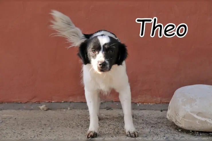 Theo gallery image 2