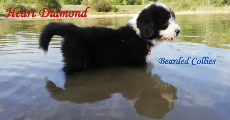 Heart Diamond Bearded Collies gallery image 2