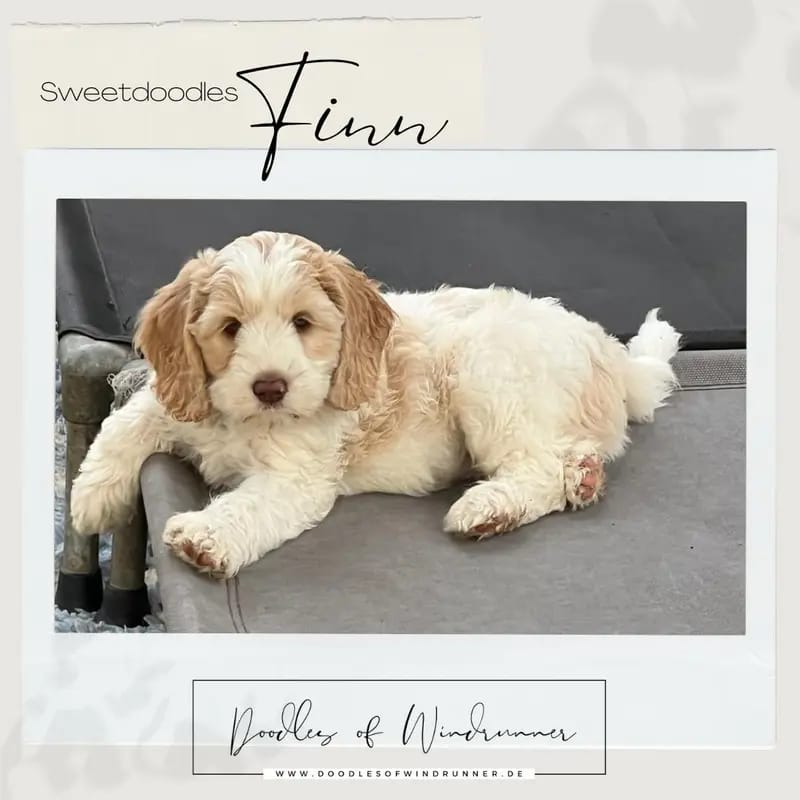 Sweet Doodles Finn gallery image 4