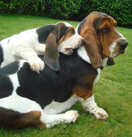 Basset Hound – hunderace