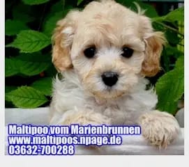 1. Maltipoo Zucht in Thüringen gallery image 2