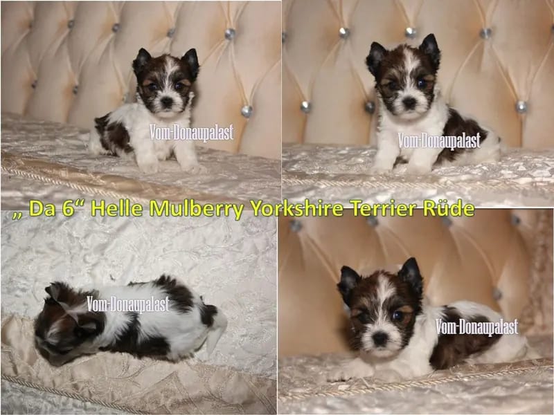 Farbige Yorkshire Terrier Welpen "vom Donaupalast". gallery image 4