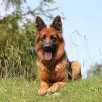 Ares gallery image 3