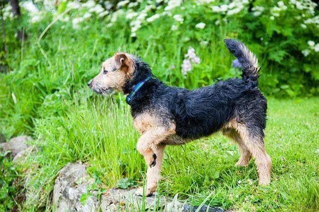 Lakeland Terrier – hunderace