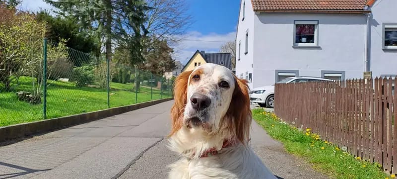 Gordon Setter und englische Setter aus Sachsen gallery image 3