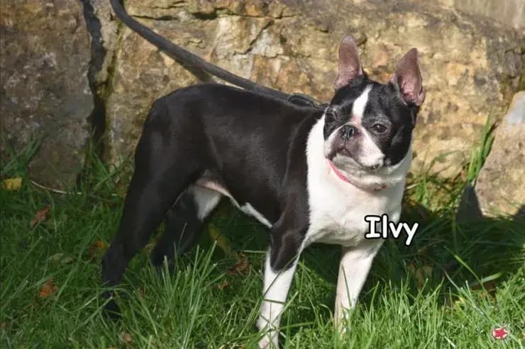 Ilvy gallery image 2