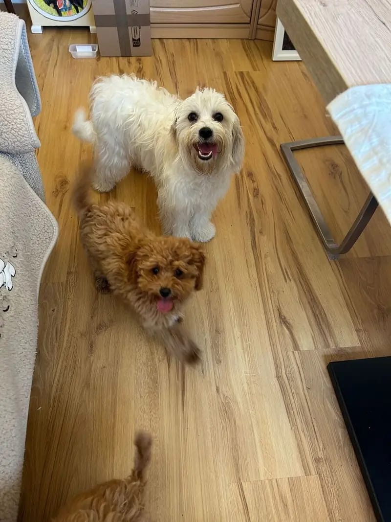 Achtung ! Wir müssen aus privaten Gründen unsere Lieblinge abgeben – Maltipoo Welpe – Bild 2